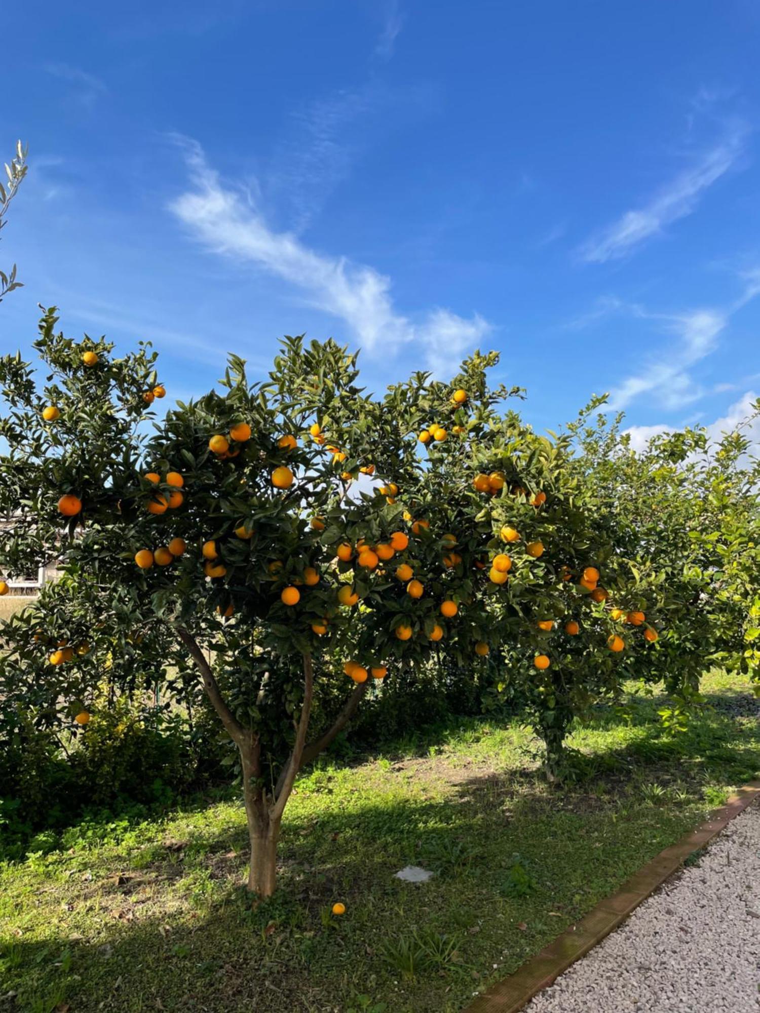 Santa Maria La Carità Casa Vacanze Paradise מראה חיצוני תמונה